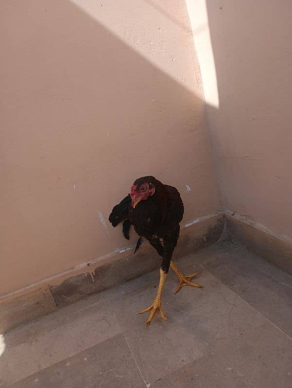 Aseel Sindhi  pair and chick for sale 3