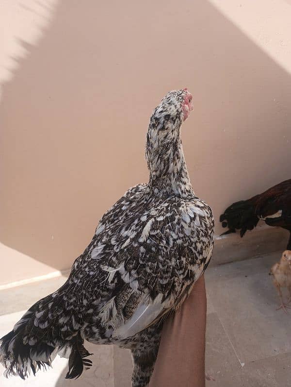 Aseel Sindhi  pair and chick for sale 4