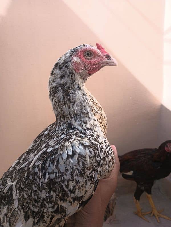 Aseel Sindhi  pair and chick for sale 5