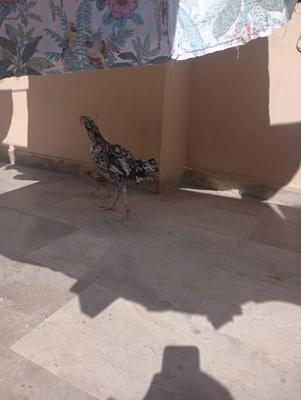 Aseel Sindhi  pair and chick for sale 6