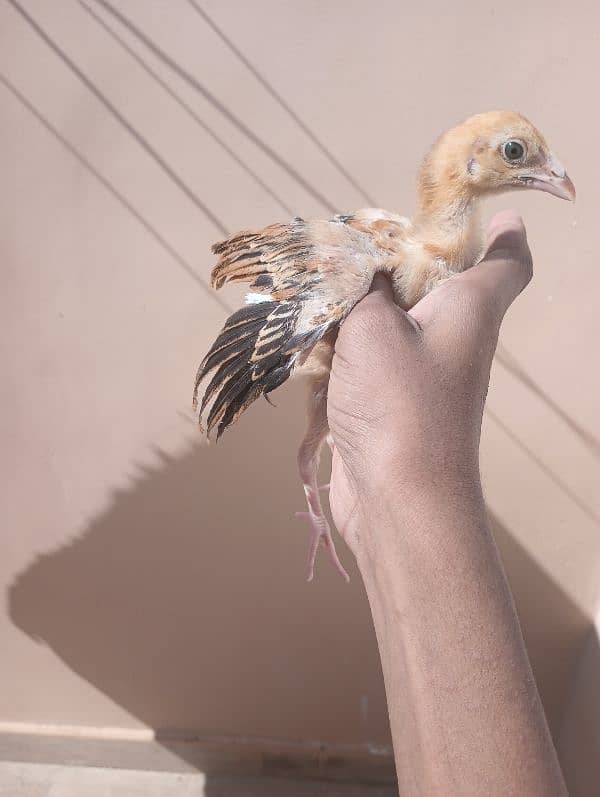 Aseel Sindhi  pair and chick for sale 7