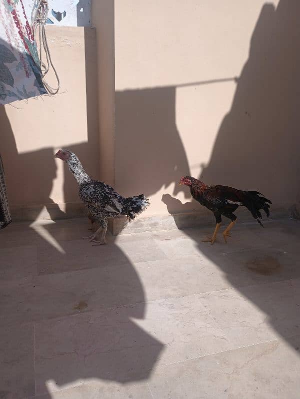 Aseel Sindhi  pair and chick for sale 8