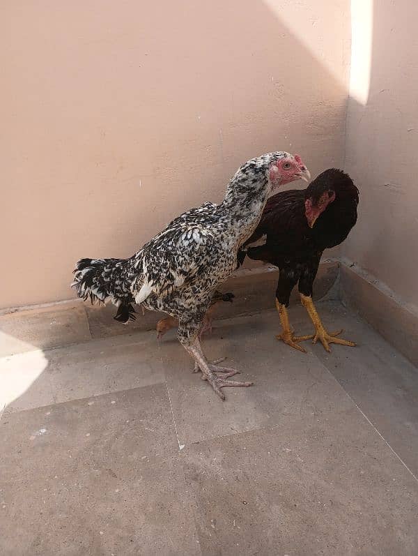 Aseel Sindhi  pair and chick for sale 9