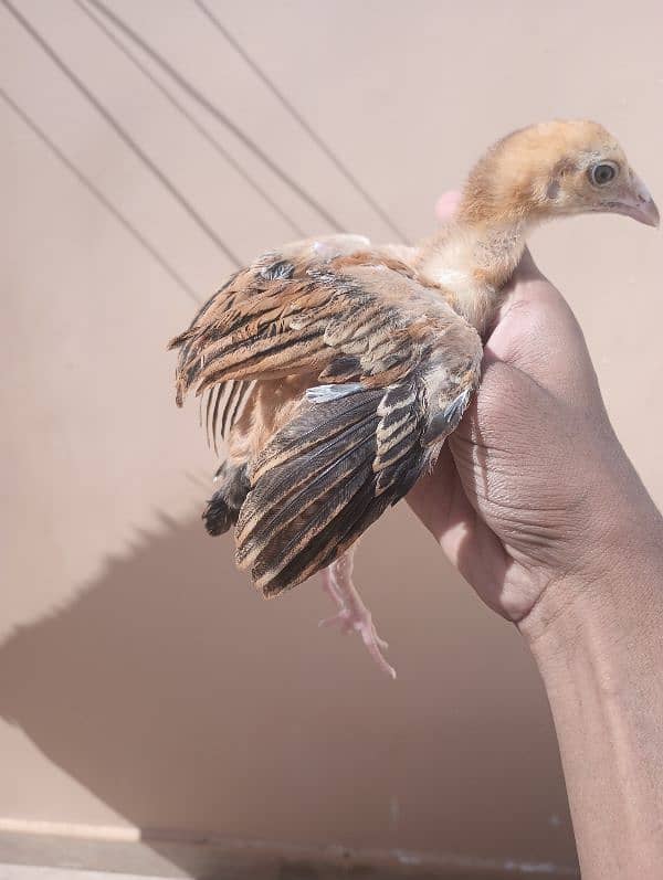 Aseel Sindhi  pair and chick for sale 10