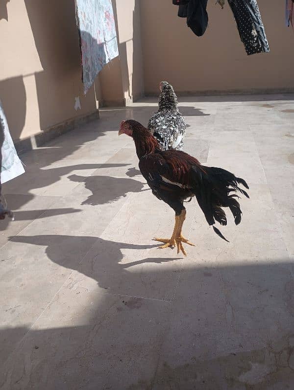 Aseel Sindhi  pair and chick for sale 11