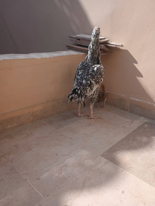 Aseel Sindhi  pair and chick for sale 13