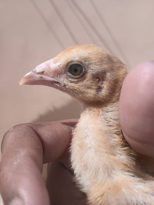 Aseel Sindhi  pair and chick for sale 14