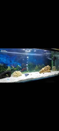 Giant Size Aquarium for Sale