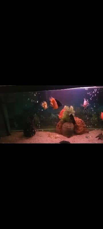 Giant Size Aquarium for Sale 1