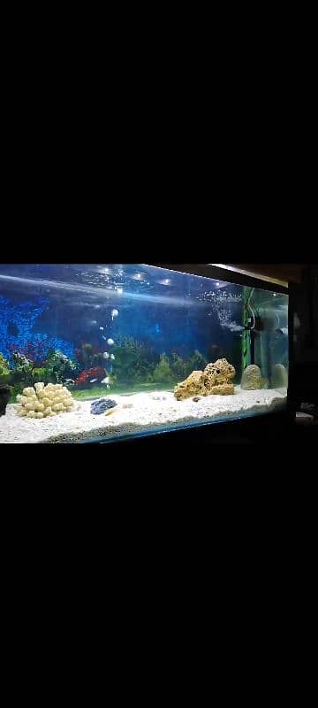 Giant Size Aquarium for Sale 3