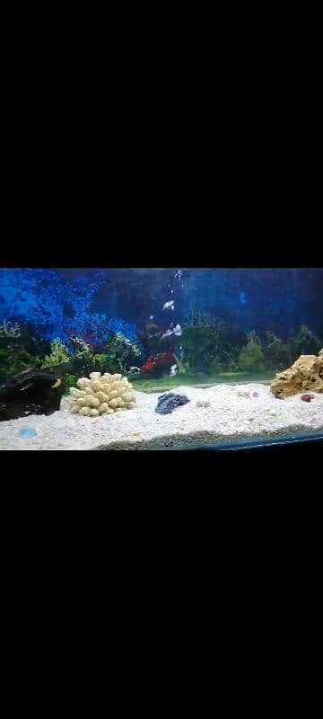 Giant Size Aquarium for Sale 4