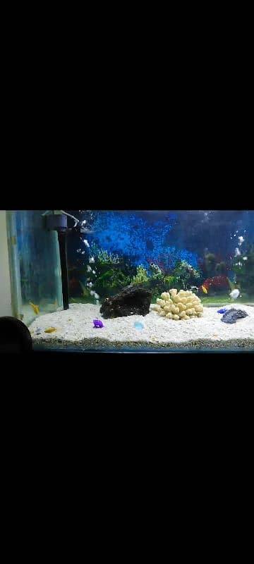 Giant Size Aquarium for Sale 5