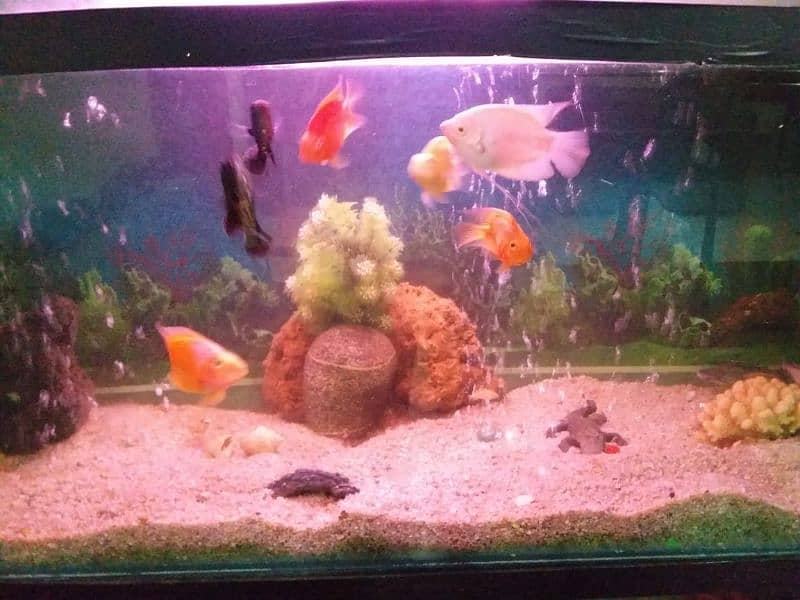 Giant Size Aquarium for Sale 6