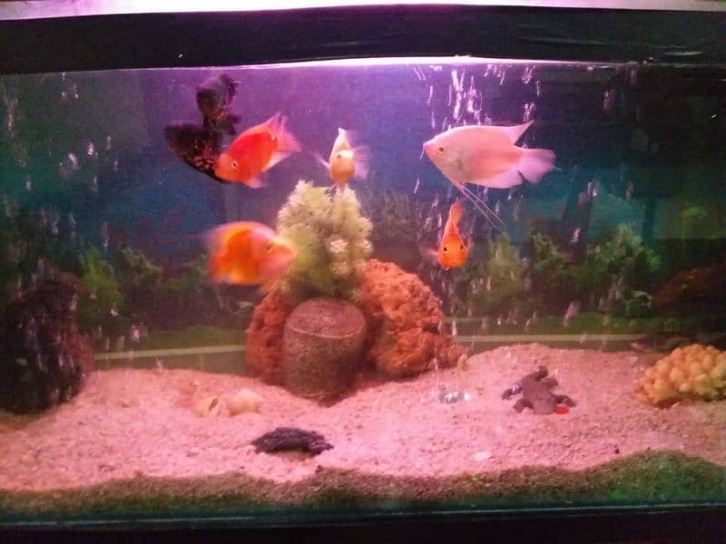 Giant Size Aquarium for Sale 7