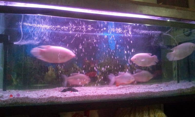 Giant Size Aquarium for Sale 8