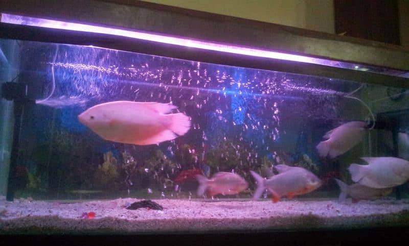 Giant Size Aquarium for Sale 9