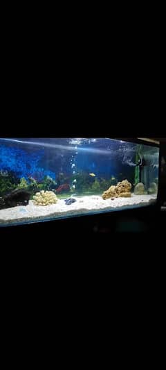 Giant Fish Aquarium with all accessories