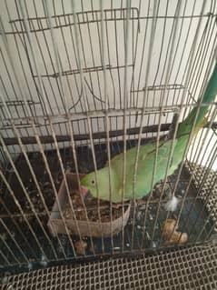 Ringneck parrot  breeder pair with baby boy with cage and box