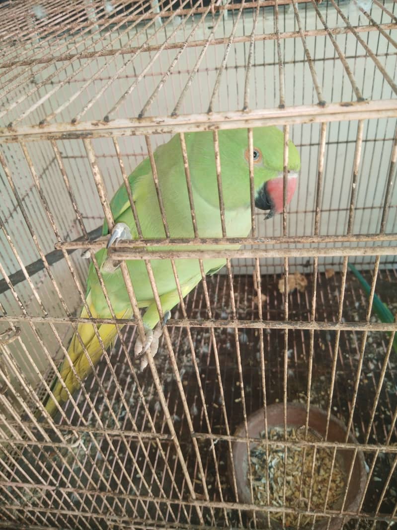 Ringneck parrot  breeder pair with baby boy with cage and box 1