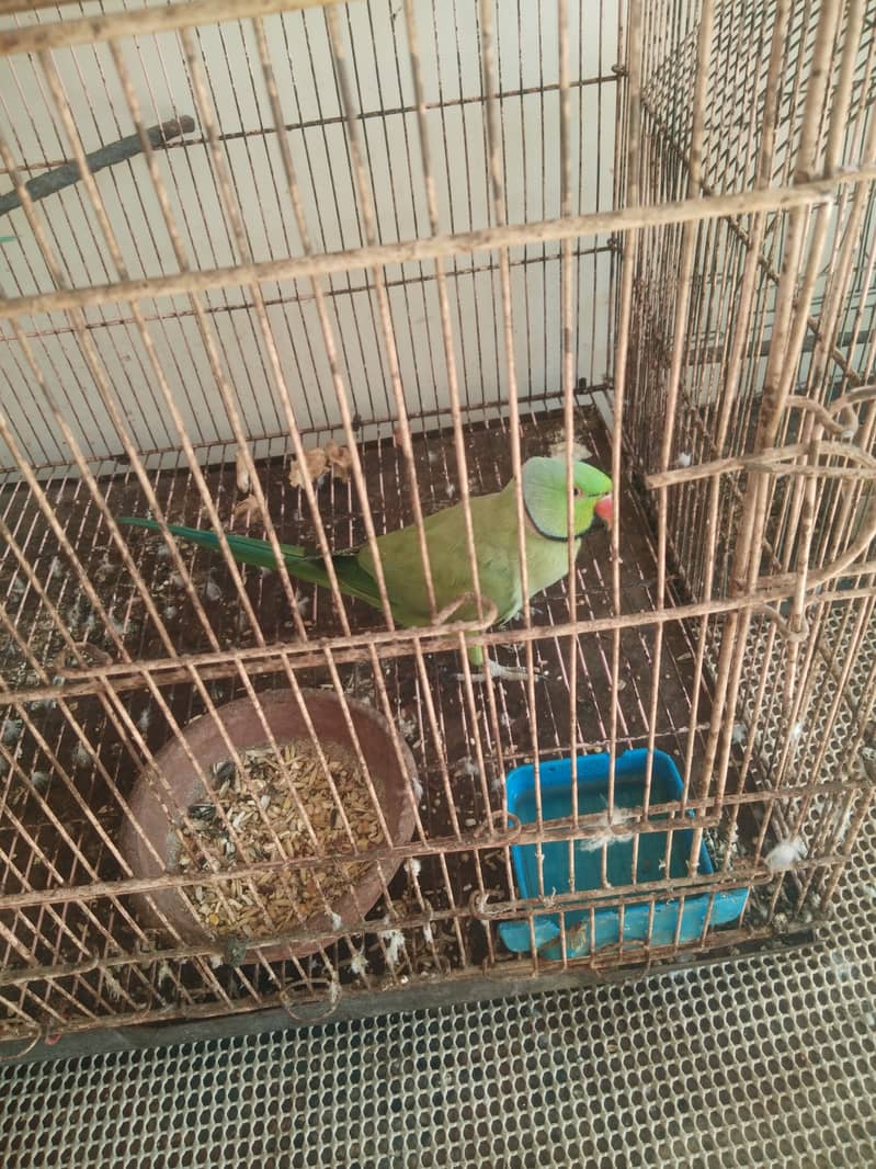 Ringneck parrot  breeder pair with baby boy with cage and box 2