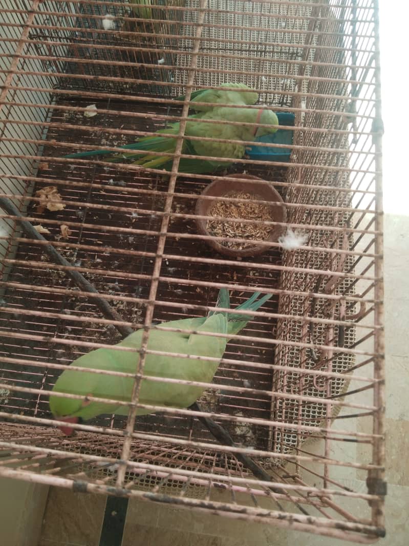 Ringneck parrot  breeder pair with baby boy with cage and box 3