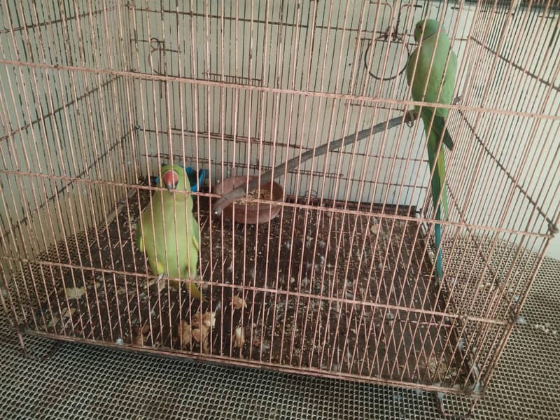 Ringneck parrot  breeder pair with baby boy with cage and box 4