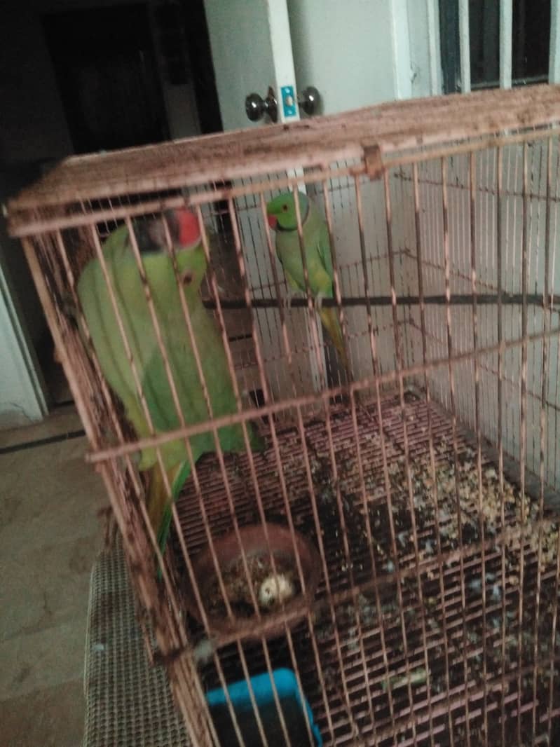 Ringneck parrot  breeder pair with baby boy with cage and box 5