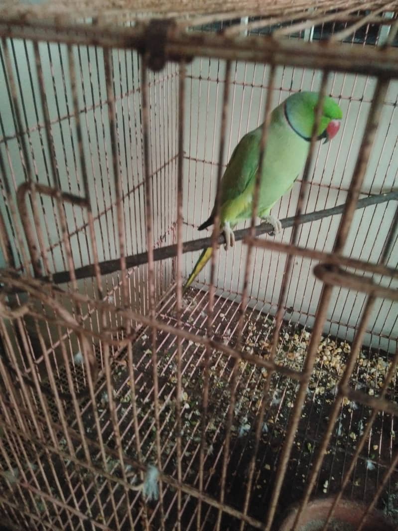 Ringneck parrot  breeder pair with baby boy with cage and box 6