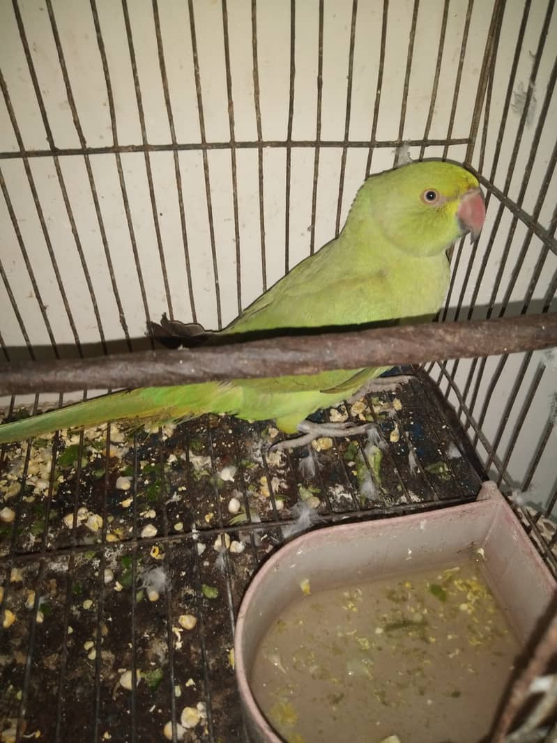 Ringneck parrot  breeder pair with baby boy with cage and box 7