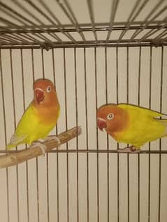 Green Fisher breeder pair, Lutino breeder Male