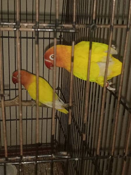 Green Fisher breeder pair, Lutino breeder Male 3