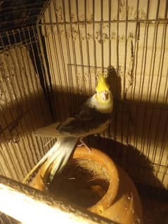 Cocktail Common white breeder pair egg dy rhe hnfor sale .