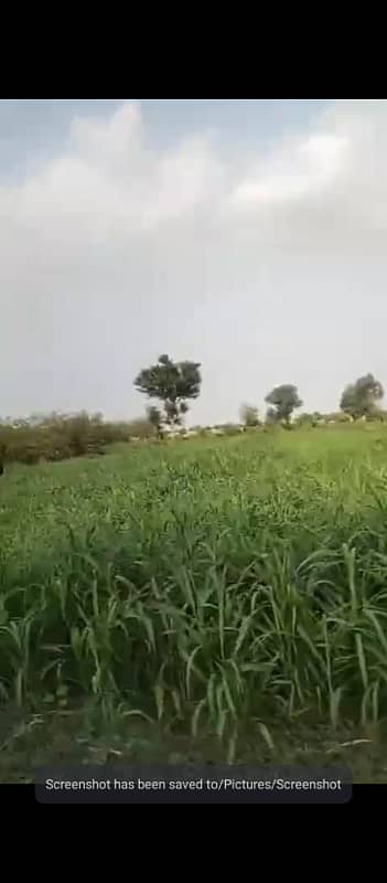 120 Kanal Agricultural Land For sale In Beautiful Bahawalpur Road 1