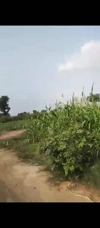 120 Kanal Agricultural Land For sale In Beautiful Bahawalpur Road 4