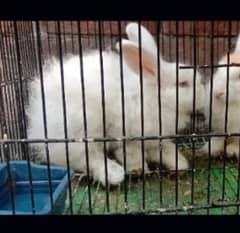 English angora female 03224186572