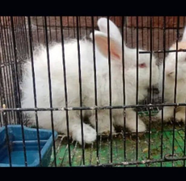 angora Holland female 03224186572 1