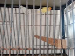 lovebird with Enclosure whatsapp 03223299059,03044085840