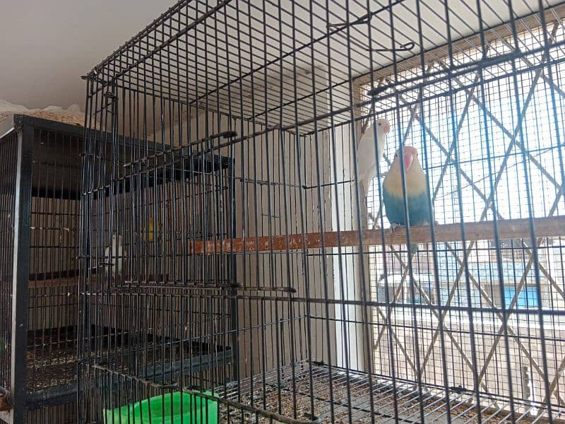 lovebird with Enclosure whatsapp 03223299059,03044085840 6