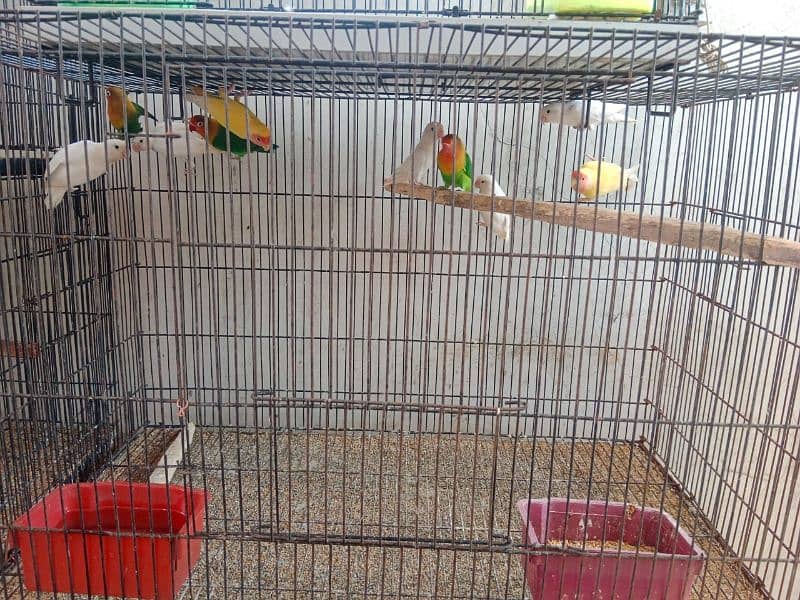 lovebird with Enclosure whatsapp 03223299059,03044085840 7