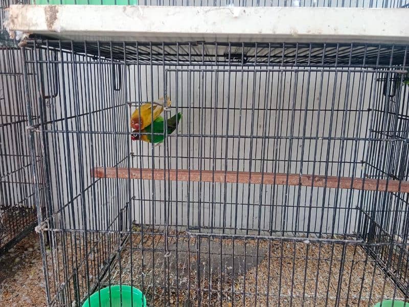 lovebird with Enclosure whatsapp 03223299059,03044085840 8