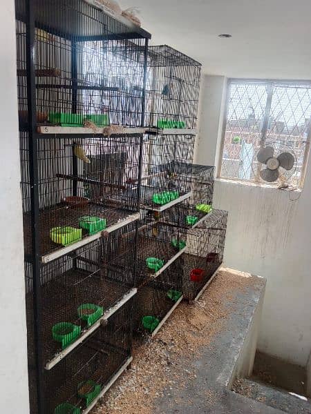 lovebird with Enclosure whatsapp 03223299059,03044085840 11