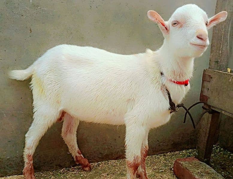 Bakra Teda Gulabi 9