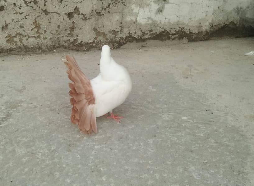 Yellow Tail / Frill Back Pigeon & Rainbow Bajri. 7