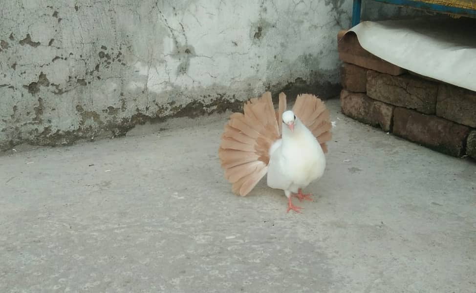 Yellow Tail / Frill Back Pigeon & Rainbow Bajri. 8