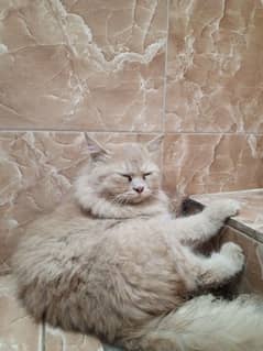 Persian cat