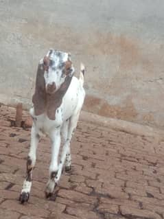 goat for sale bakri / 0