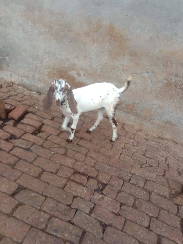 goat for sale bakri / 1