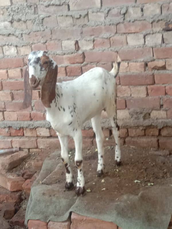 goat for sale bakri / 2