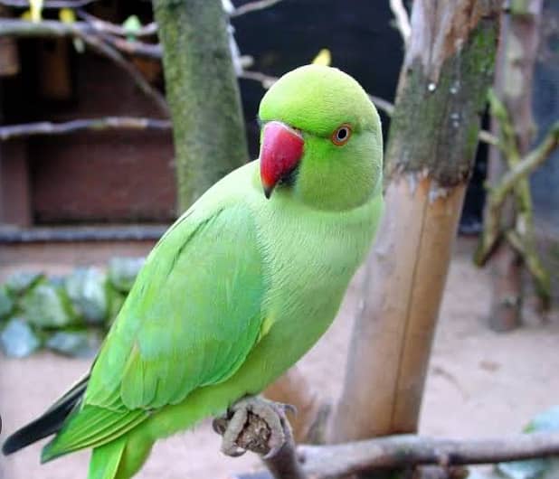 Parrot 1