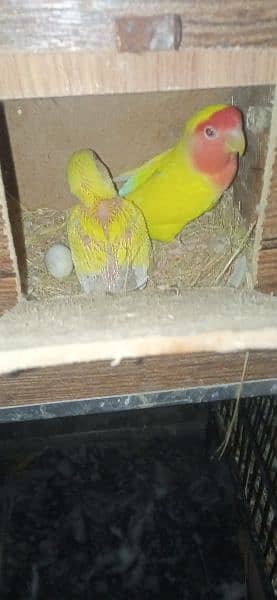 lovebirds breeder pair+baby 0